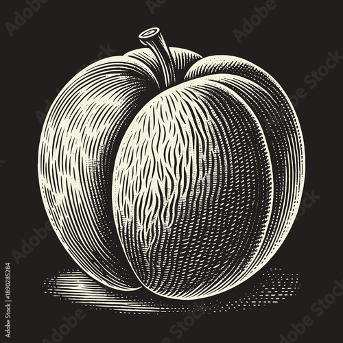 Engraved Peach Illustration: Vintage Style Fruit Art.