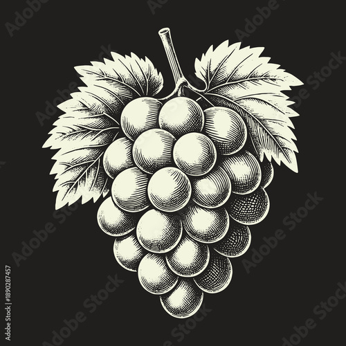 Vintage Engraving Style Grape Illustration on Dark Background.