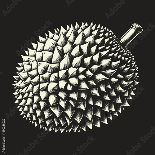 Detailed Durian Fruit Illustration on Dark Background.