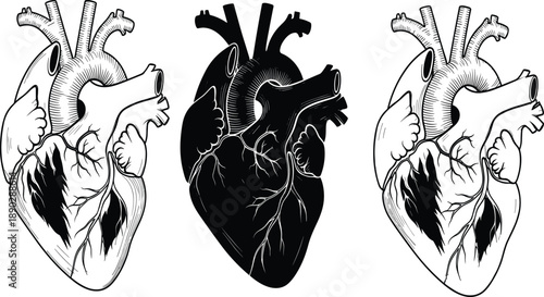 Three anatomical heart black and white line and silhouette human heart
