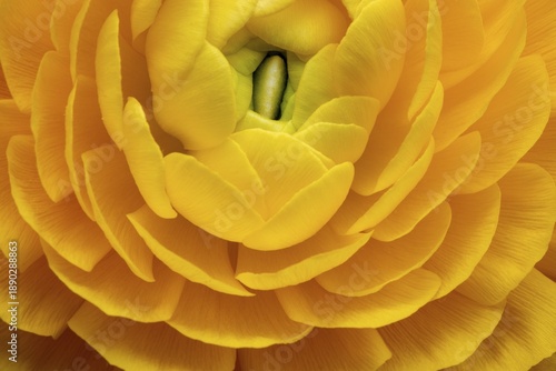Yellow persian buttercup (Ranunculus asiaticus), flowering, Germany