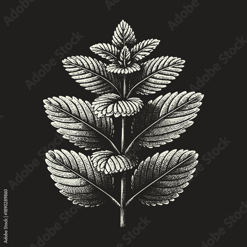 Detailed Botanical Illustration of Lemon Balm Plant on Dark Background.