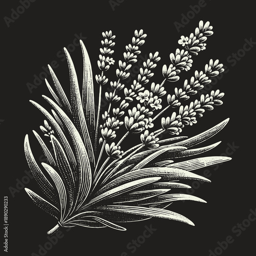 Elegant Lavender Illustration on Dark Background for Botanical Designs.