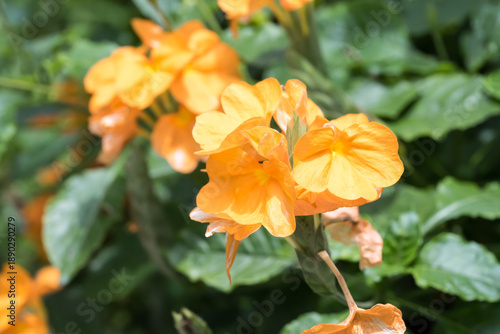 Beautiful firecracker flowers. (crossandra infundibuliformis)