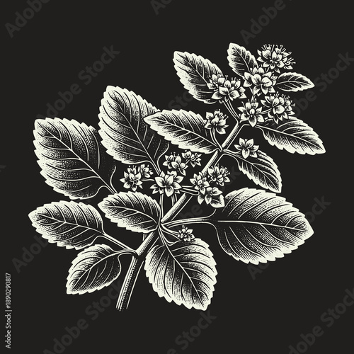 Elegant Botanical Illustration of Flowering Plant on Dark Background.