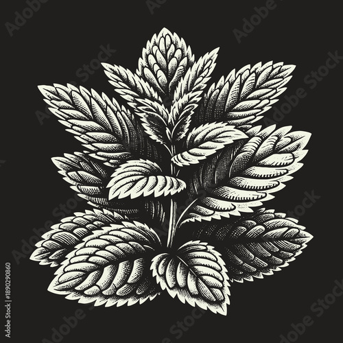 Detailed Mint Plant Illustration on Dark Background.