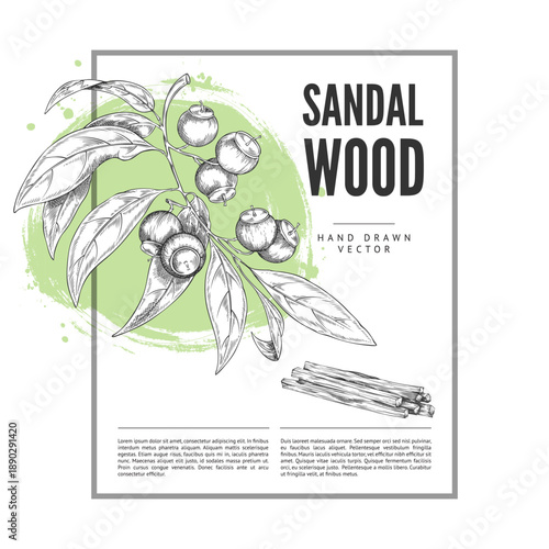 Sandalwood tree branch with fragrant wooden sticks engraved sketch, vector label design organic herbal essential product
