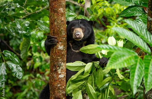 Canvastavla Borneo Sun Bear