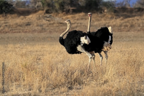 South African ostrich (Struthio camelus australis), adult, male, two males, threatening, imposition, Mountain Zebra National Park, Eastern Cape, South Africa