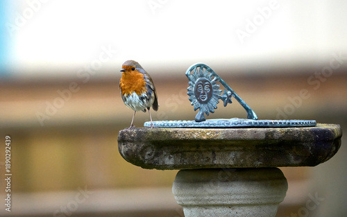 Obraz na plátně A Robin sitting on a sundial