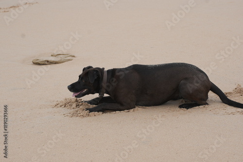 Perro negro en la playa tirado en la arena