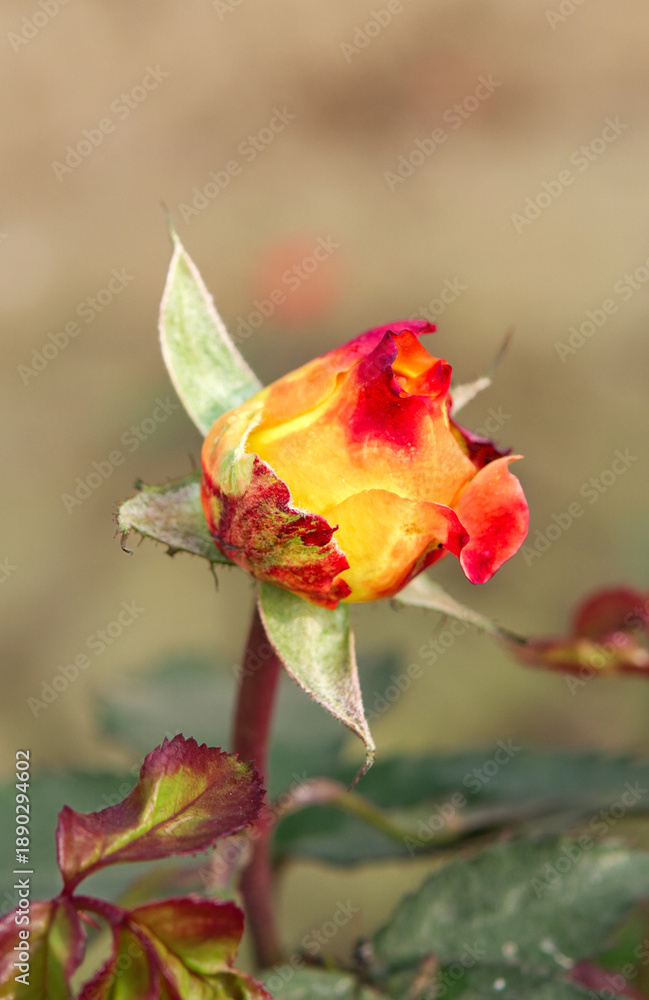 Fototapeta premium Close-up of a bi-color red and yellow rosebud starting to bloom in a garden