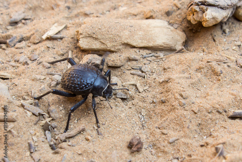 A toktokkie beetle, also known as a darkling beetle on the sandy ground, in the Sesriem Canyon of Namibia.