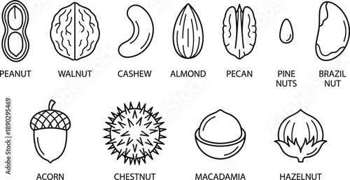 Nut varieties line icon set featuring peanut, walnut, cashew, almond, pecan, pine nut, brazil nut, acorn, chestnut, macadamia and hazelnut vector illustrations isolated on white background