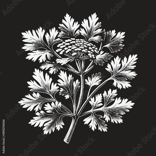 Elegant botanical illustration of a flowering plant on black background.