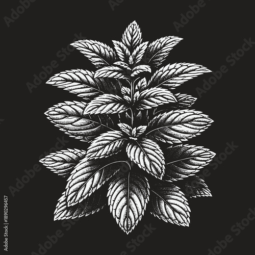 Detailed Botanical Illustration of a Thriving Mint Plant.