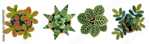 Set of different house plants top view. Potted flowers colorful icons for landscape, architectural, interior design. Hand drawn Vector flat illustrations isolated on transparent background.