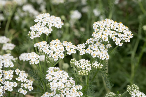 Beautiful common yarrow (Achillea millefolium) flowers.