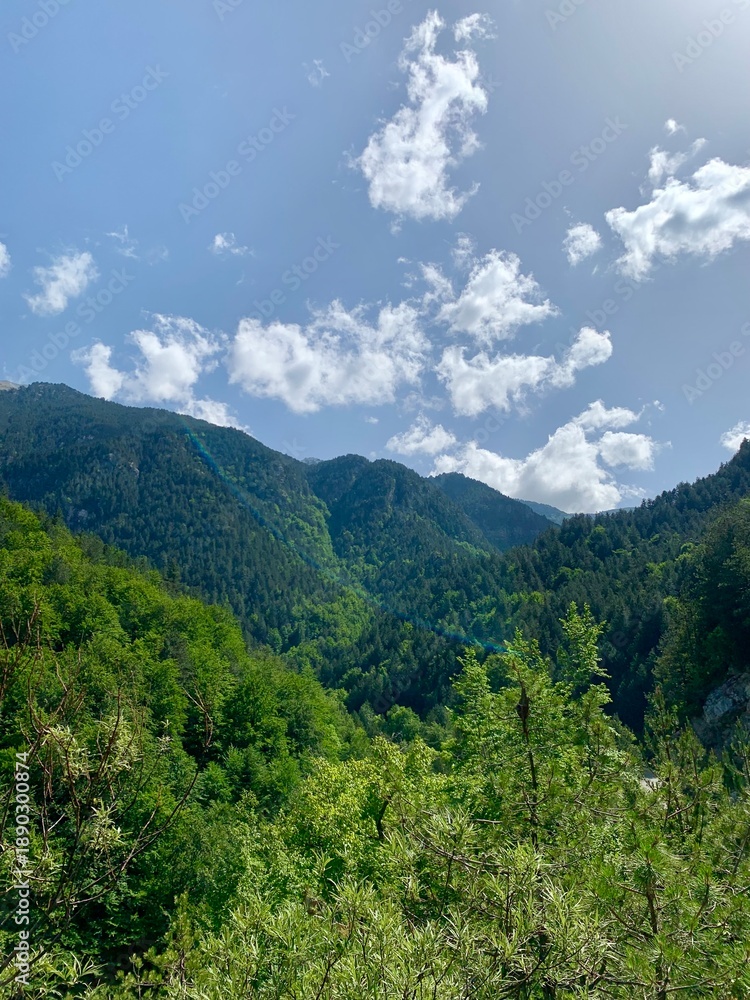 Naklejka premium forest in the mountains