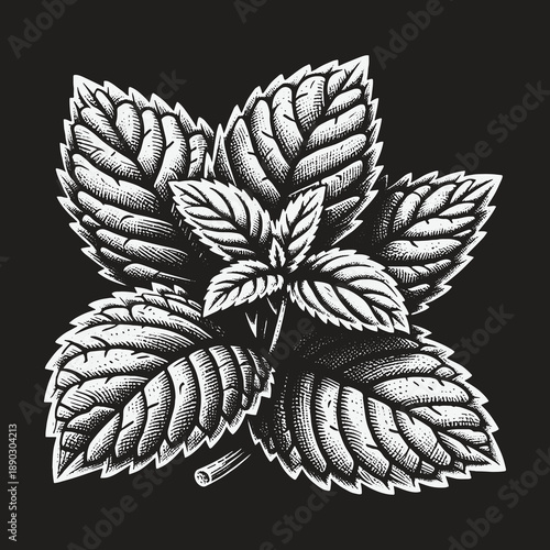 Detailed Engraving of Fresh Mint Leaves on Dark Background.