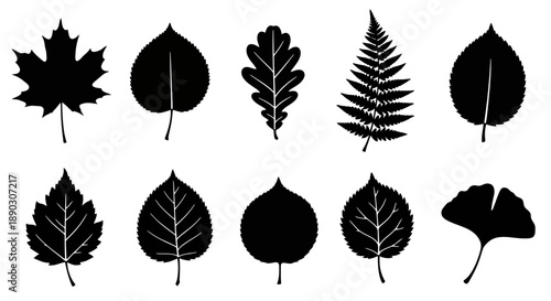 A collection of ten distinct black silhouettes of various tree leaves, showcasing diverse shapes and venation patterns against a white background.