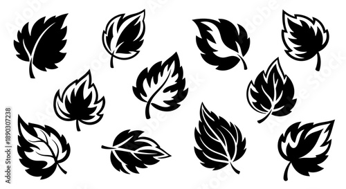 A collection of stylized black and white illustrations of various deciduous leaves, showcasing different shapes and vein patterns.