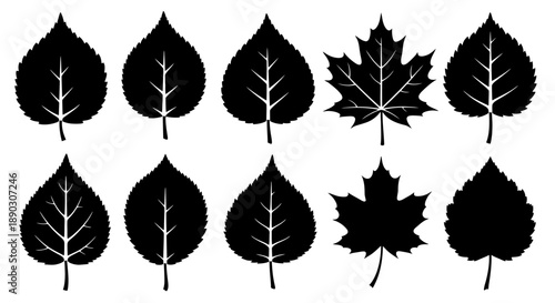 Collection of black silhouettes of various deciduous tree leaves, including maple and birch varieties, presented in two rows against a white background.