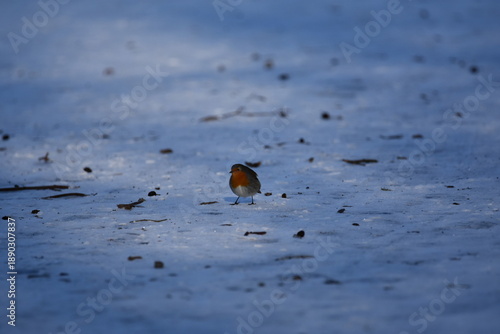 Rotkehlchen