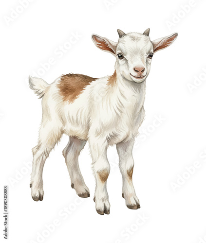 Cute baby goat with white and brown spots standing gently smiling looking forward detailed illustration