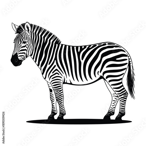 A striking black and white illustration of a zebra in profile