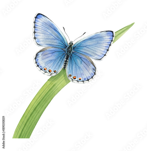 Vibrant common blue butterfly with open wings perching gently on a fresh green leaf detailed art
