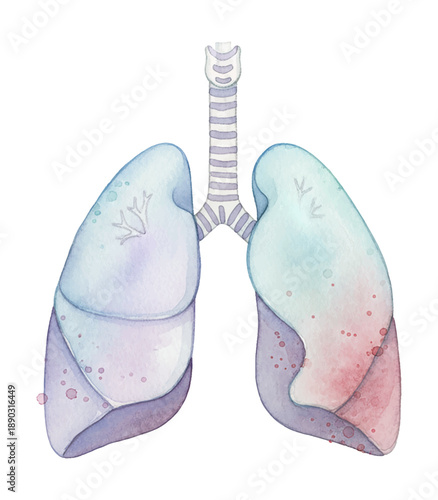 Detailed watercolor illustration of healthy human lungs and trachea representing the respiratory system