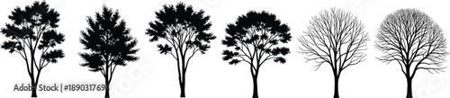 Collection of black silhouette trees showing different types and foliage including bare winter branches