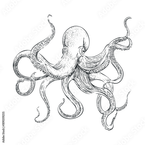 Detailed hand-drawn vintage style octopus illustration with curled tentacles and intricate suckers, capturing the essence of marine life.