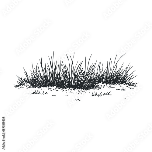 Clump of grass hand drawn sketch illustration depicting natural vegetation with a rustic, organic artistic style suitable for various design projects.