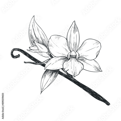 Vanilla orchid flower and bean pod illustration, hand-drawn sketch in black and white, depicting the aromatic spice ingredient for culinary and cosmetic uses.