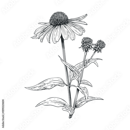 Echinacea flower botanical illustration with detailed petals and leaves, showcasing the natural beauty of this medicinal herb in a hand-drawn style.