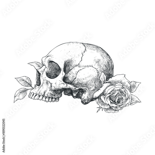 Human skull with a beautiful blooming rose and green leaves, rendered in a detailed vintage engraving style, symbolizing mortality, beauty, and the cycle of life.