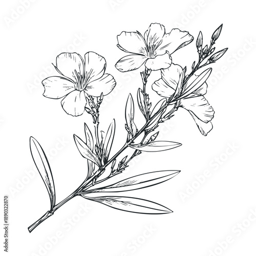 Oleander flowering branch with delicate blossoms and buds, showcasing its natural beauty in a detailed botanical line art illustration.