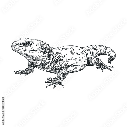 Detailed black and white lizard illustration showcases the intricate scales and powerful build of this fascinating reptile, rendered in a classic engraving style.