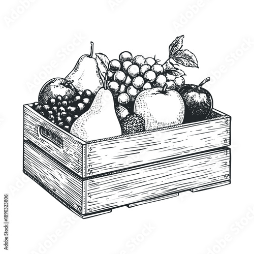 Wooden crate of fresh fruits is overflowing with a bountiful harvest, featuring apples, pears, grapes, and strawberries in a classic hand-drawn engraving style.