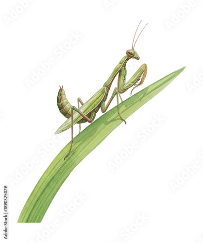 Vibrant Green Praying Mantis Perched Gracefully on a Leaf Detailed Vector Illustration Isolated on White