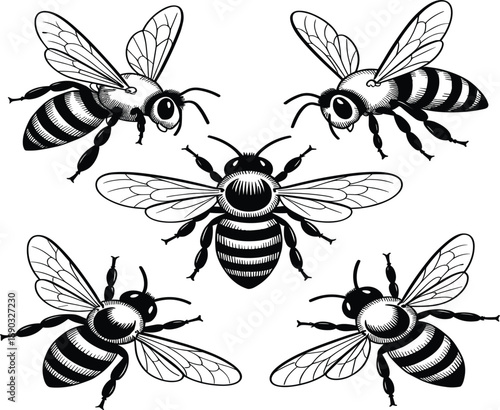 Set of hand drawn honey bee illustrations, vintage woodcut style bumblebee insects, isolated vector elements