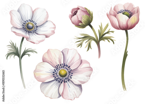 Fresh anemone blossoms in pastel blue with refined botanical watercolor details.