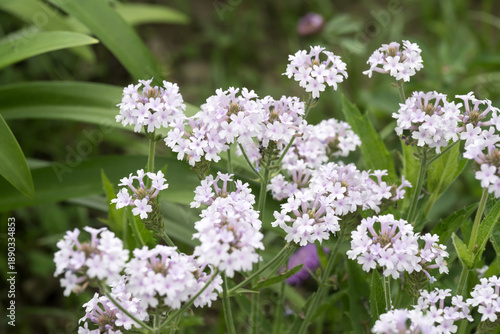 Beautiful slender vervain (Verbena rigida) flowers.