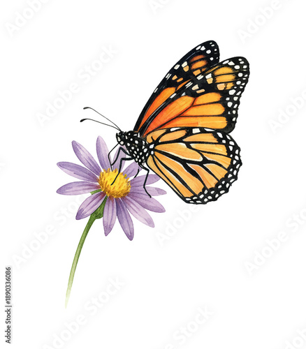 Monarch butterfly perching gently on a purple aster flower showing beautiful detailed orange wings