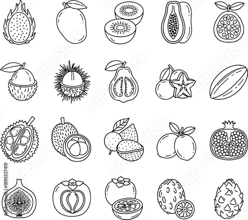 Collection of exotic and tropical fruits outline icons and illustrations for healthy food and diet