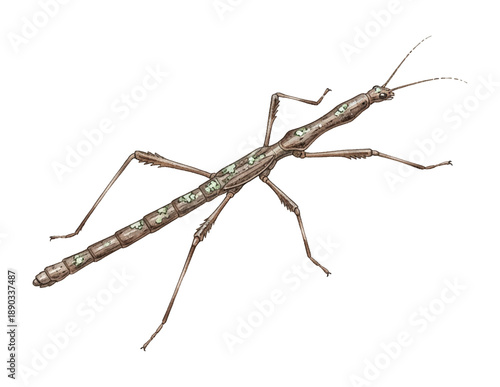 Detailed Brown Stick Insect Illustration with Green Mossy Camouflage on White Background
