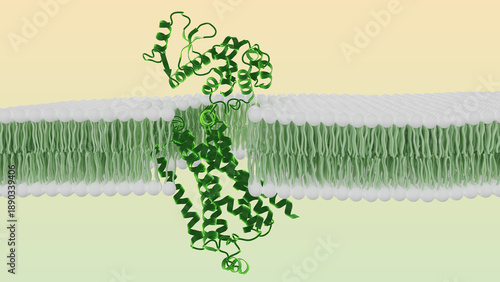Human Beta-2 Adrenergic Receptor (GPCR) structure embedded in a lipid bilayer. 3D render of a cell membrane with a green protein receptor, medical and biological visualization