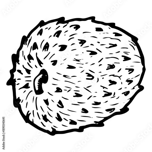 Soursop whole fruit sketch. Vintage linear vector illustration of tropical fruit. Graviola isolated on white.